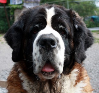 Sasha - 6 year old female St Bernard Dog available for adoption