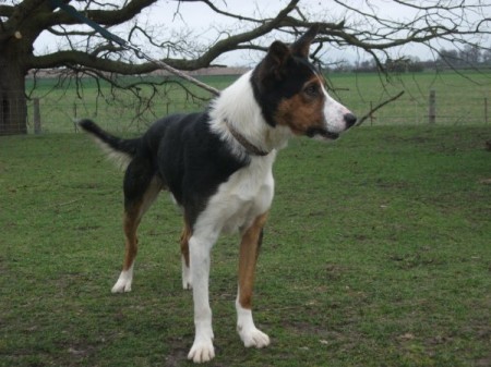 Scooby 2 Year Old Male Border Collie Available For Adoption