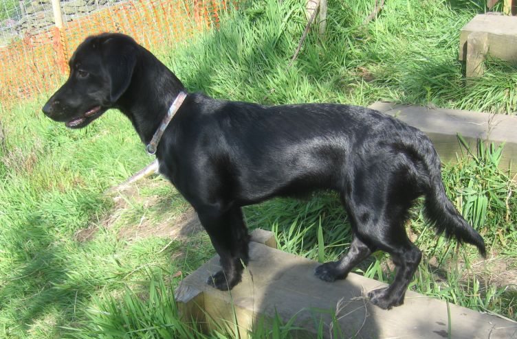 Sadie - 7 months old female Dachshund Cross available for adoption