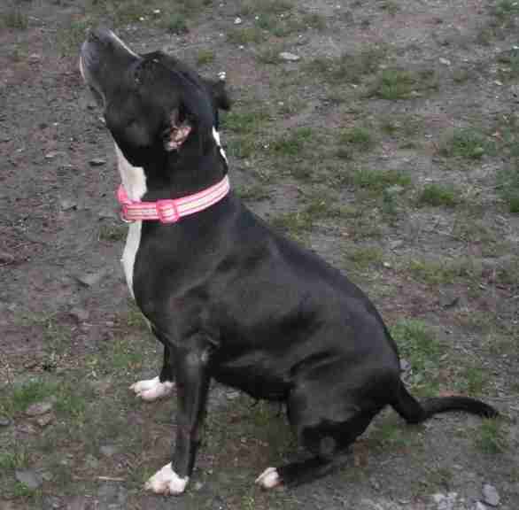 Loving Homes Dog Rescue Devon Dogs For Adoption Dogsblog Com