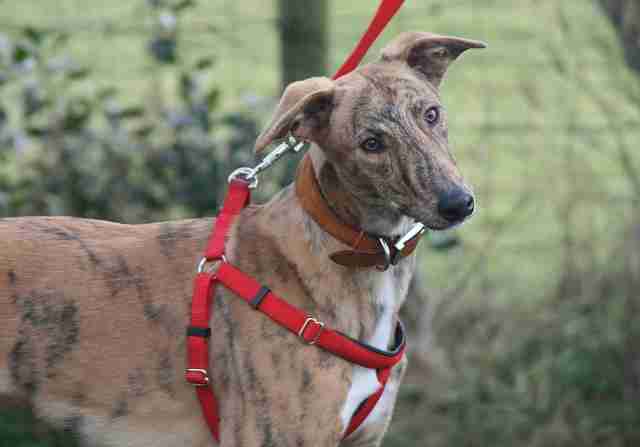 Dogs Now Rehomed Dogs For Adoption And Rescue Page 2618