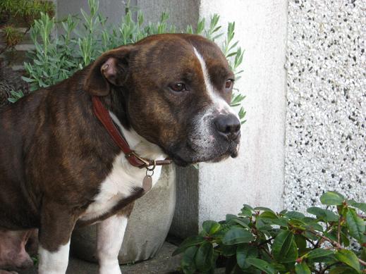 Frank - 7 year old male Staffordshire Bull Terrier ...