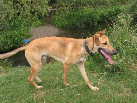 saluki german shepherd mix