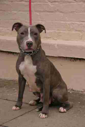 silver staffordshire bull terrier
