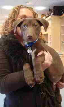 weimaraner cross husky