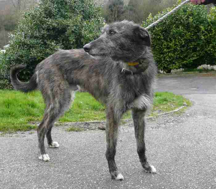 Dogs Now Rehomed Dogs For Adoption And Rescue
