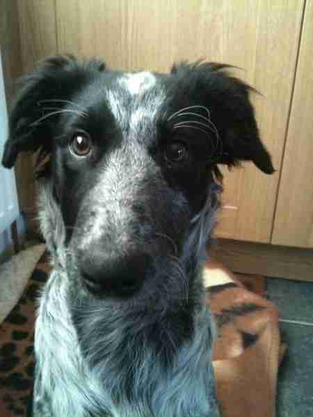 Four Paws Pet Rescue Cumbria Dogs For Adoption Dogsblog Com