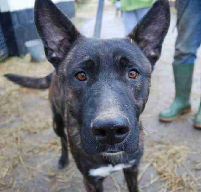 brindle staffy cross german shepherd