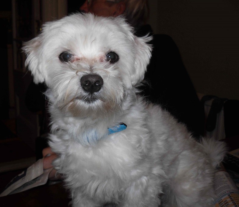 Tommy - 2 year old male Maltese Terrier available for adoption