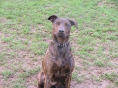 Gracie – 12 month old female Dobermann cross Staffordshire Bull Terrier ...