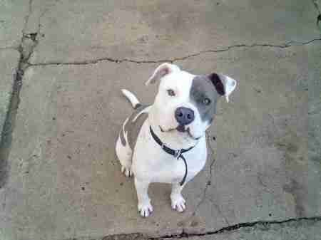 old tyme bulldog cross staffy