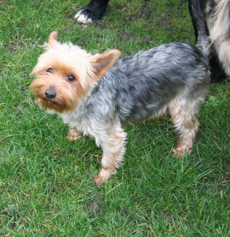 Maisie – 3 year old female Yorkshire Terrier dog for adoption