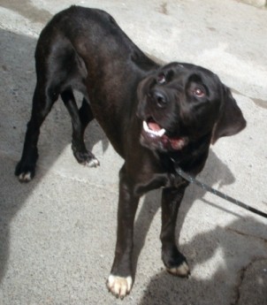 rhodesian ridgeback x labrador