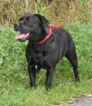 english bulldog x labrador