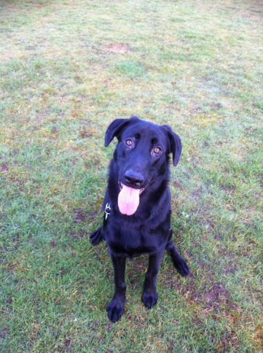 Merlin - 1 year old male Labrador cross German Shepherd Dog available ...