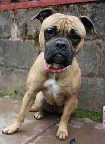 boxer x pug