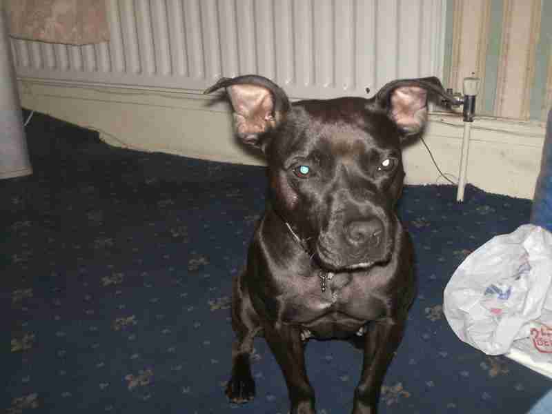 Coco 18 month old female Staffordshire Bull Terrier cross Patterdale Terrier available for