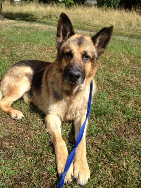 Boz – 9 year old male German Shepherd Dog dog for adoption