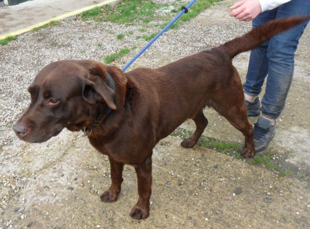 Posts by Acresway Kennels Southend on Sea Essex | Dogs for Adoption ...