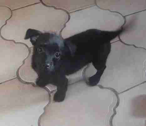 toy poodle x jack russell