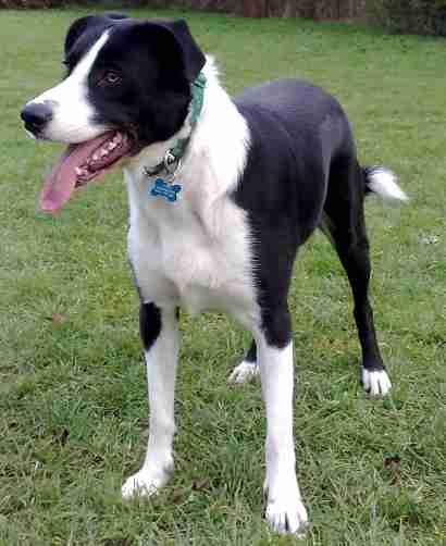 pointer cross border collie