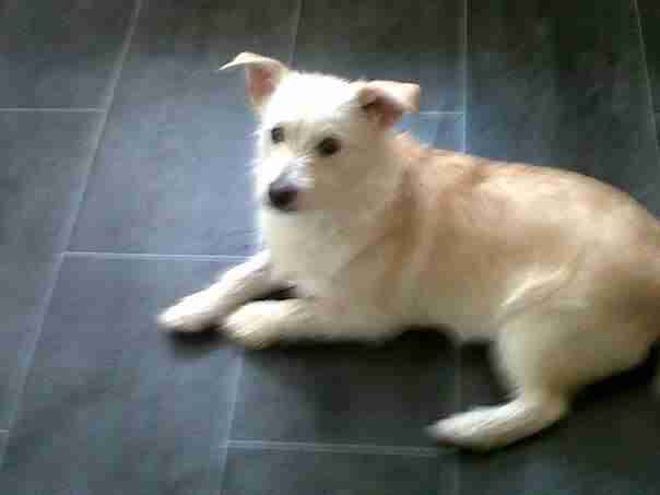 pomeranian and westie mix