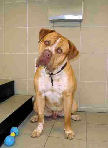 bulldog x dogue de bordeaux