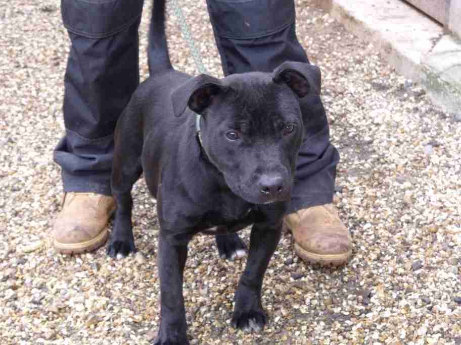 staffordshire bull terrier 1 year old