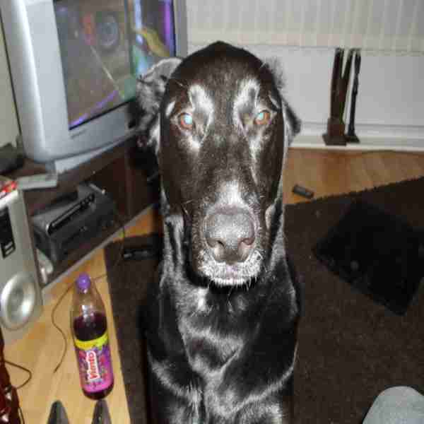 Haven Dog Rescue Fife Dogs For Adoption Dogsblog Com