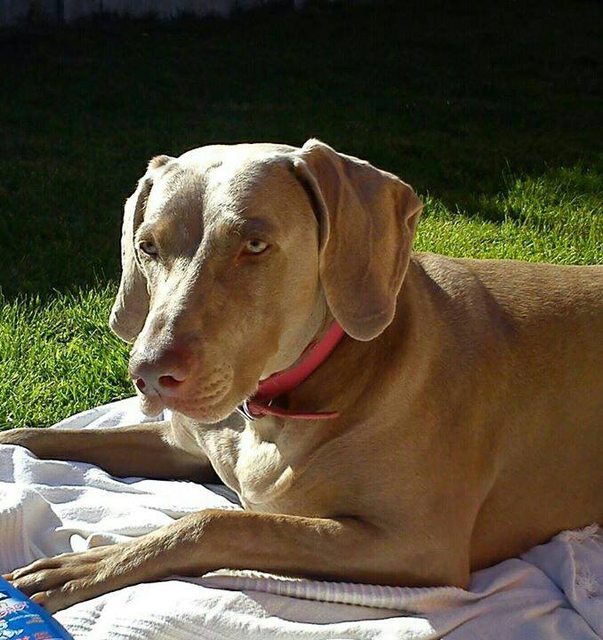 weimaraner beagle mix