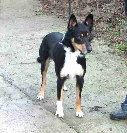 jack russell kelpie