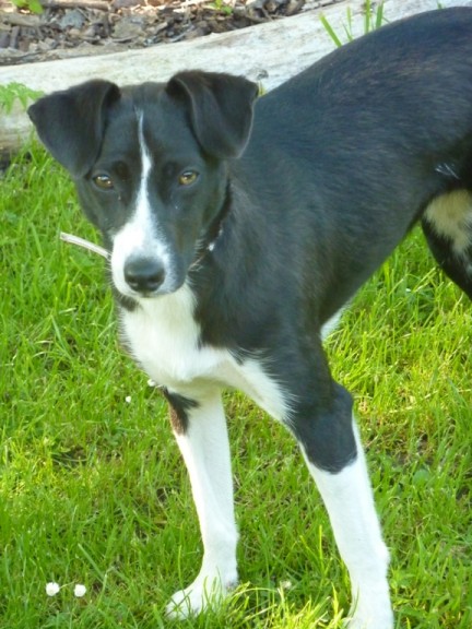 border collie whippet mix breeders