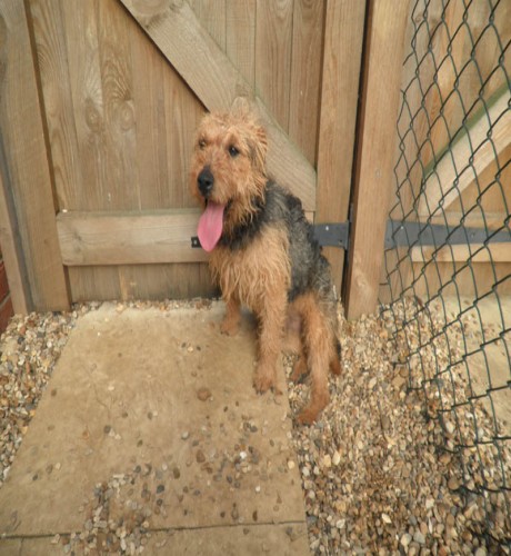 Ben - 2-3 year old male Lakeland Terrier available for ...