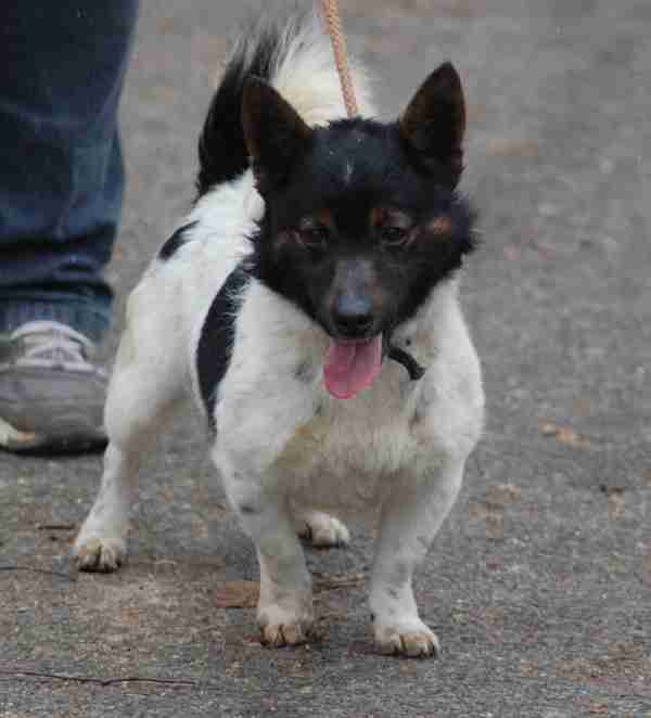 staffy x bichon frise