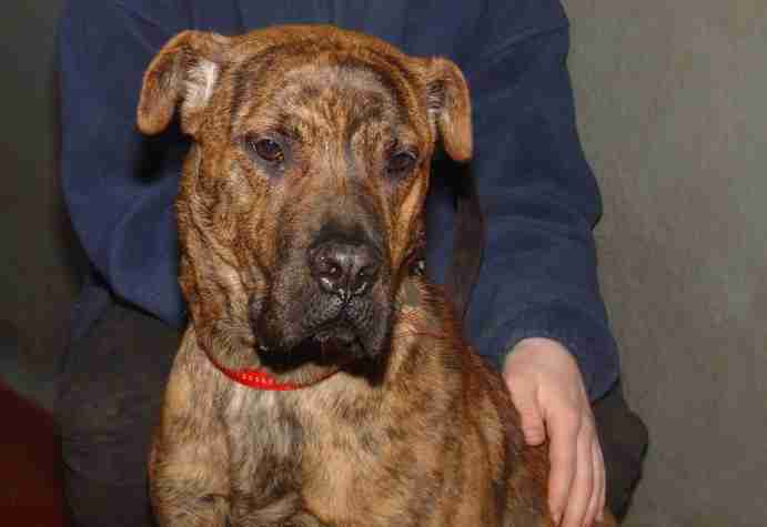 bullmastiff x greyhound