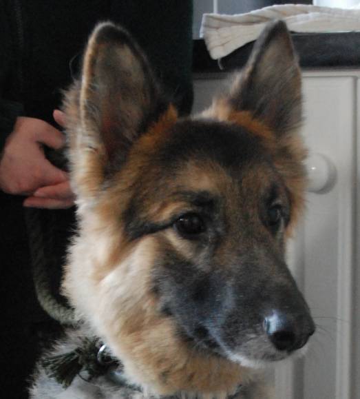 Sam - 2 year old male German Shepherd Dog available for adoption