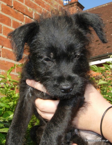 Mo - 10-11 week old female Patterdale Terrier available for adoption