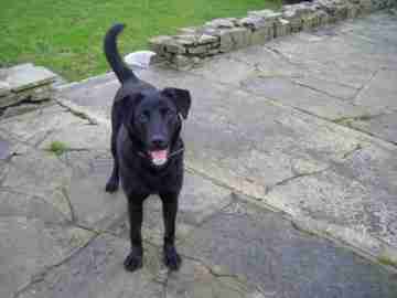 8 month old black lab