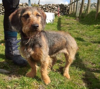 Dachshund x hot sale terrier