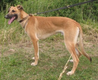 saluki german shepherd mix