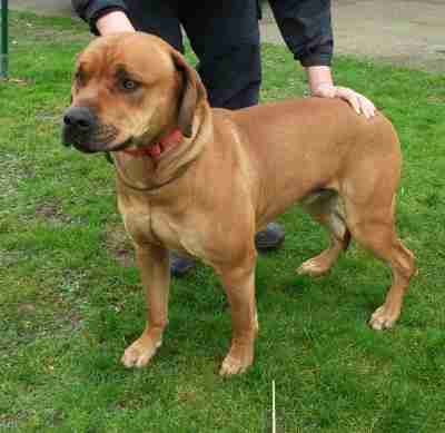 english staffy x ridgeback