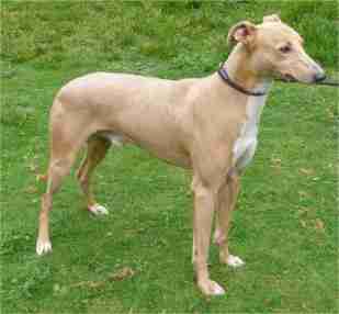 Farley - 1 year old male Whippet Cross available for adoption