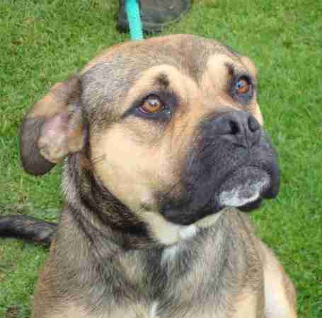 sangreat kennels rehoming