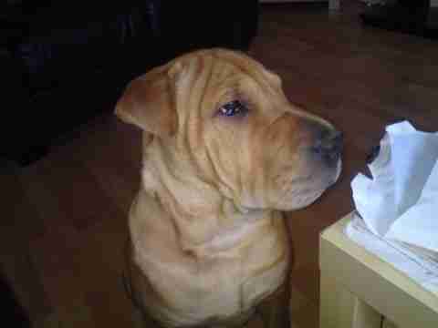 shar pei x ridgeback