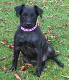border terrier x patterdale