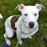 Posts by Wallace Kennels Essex | Dogs for Adoption & Rescue - DogsBlog.com