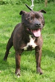 Buster – 10 year old male Staffordshire Bull Terrier dog for adoption