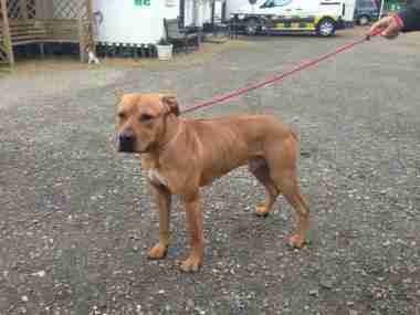 rhodesian ridgeback x jack russell