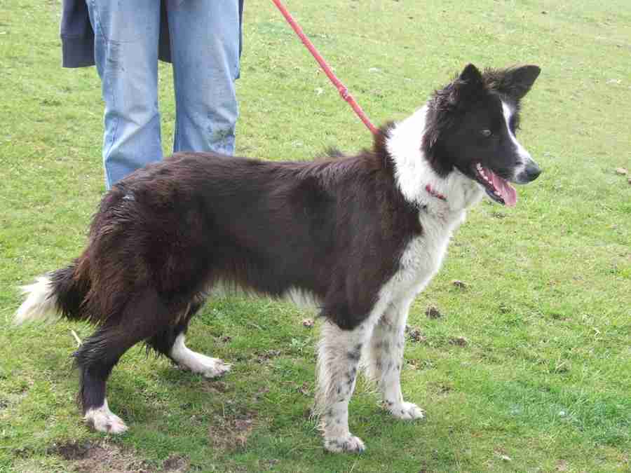 Jess 2 year old female Border Collie available for adoption