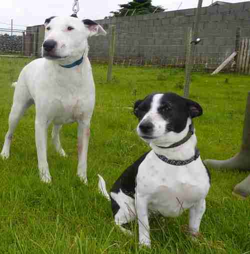 english bull terrier x jack russell